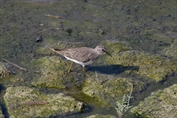 11172 Temminck's Stint