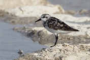 11174 Sanderling