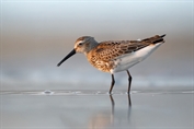 11175 Dunlin