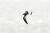 11176 Little Gull