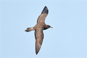 11177 Pomarine Jaeger