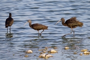 11182 Glossy Ibis