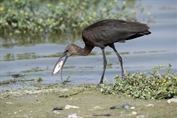11183 Glossy Ibis