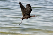 11184 Glossy Ibis