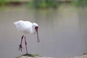 11185 Eurasian Spoonbill