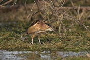 11187 Little Bittern
