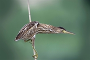 11189 Little Bittern