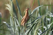 11191 Little Bittern