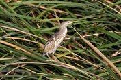 11192 Little Bittern