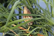 11193 Little Bittern