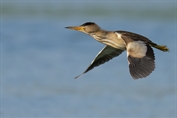 11195 Little Bittern