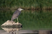 11197 Eurasian Black-crowned Night-Heron
