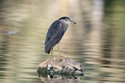 11198 Eurasian Black-crowned Night-Heron