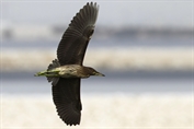 11199 Eurasian Black-crowned Night-Heron