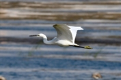 11206 Western Little Egret