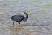 11207 Indian Reef Heron