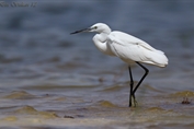 11217 Western Little Egret