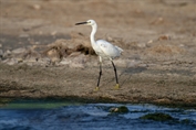 11218 Indian Reef Heron