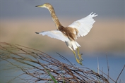 11222 Squacco Heron