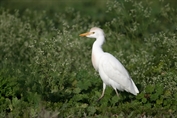 11225 Western Cattle Egret