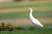 11226 Western Cattle Egret