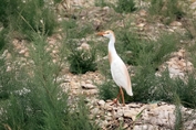 11228 Western Cattle Egret