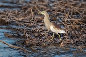 11230 Indian Pond Heron