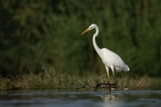 11231 Western Great Egret