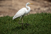 11232 Western Great Egret