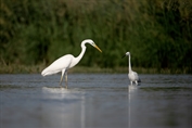 11234 Western Great Egret