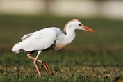 11236 Western Cattle Egret