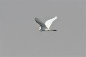 11239 Medium Egret