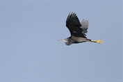 11241 Indian Reef Heron