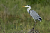 11245 Western Grey Heron