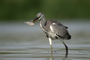 11246 Western Grey Heron