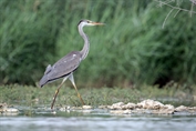 11247 Western Grey Heron