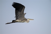 11248 Western Grey Heron