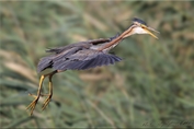 11250 Purple Heron