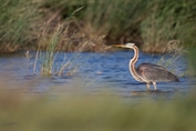 11251 Purple Heron