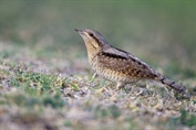 11254 Eurasian Wryneck