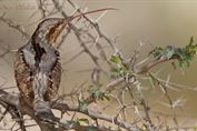 11256 Eurasian Wryneck