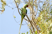 11257 Alexandrine Parakeet