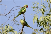 11258 Alexandrine Parakeet