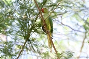 11259 Alexandrine Parakeet