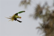 11260 Alexandrine Parakeet