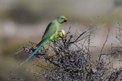11261 Rose-ringed Parakeet