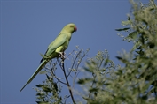 11262 Rose-ringed Parakeet