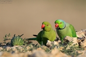 11263 Rose-ringed Parakeet