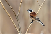 11264 Eurasian Penduline Tit