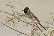 11266 Red-vented Bulbul